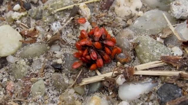 Verőköltő bodobácsok tülekedése táplálékért - Firebug larvae jostling for food смотреть онлайн