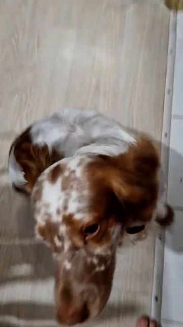 марли кушать хочет #shorts смотреть онлайн