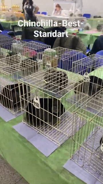 Выставка шиншилл в Москве | Сельское хозяйство смотреть онлайн