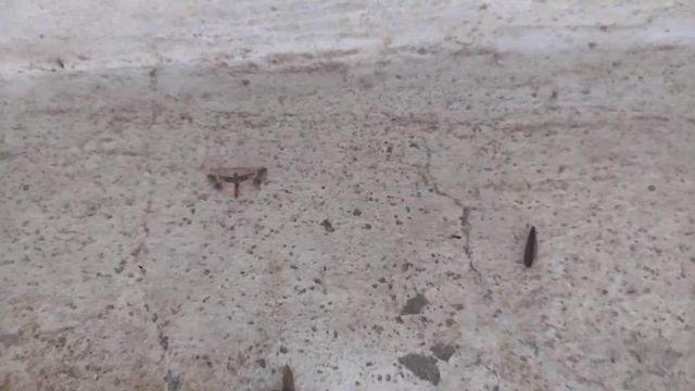 REDUVS. Polilla Hydriris adornada ( Hydriris ornatalis) y termita (Reticulitermes flavipes) смотреть онлайн