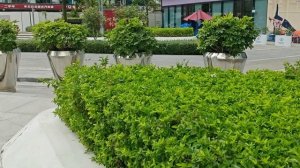 Тест камеры realme GT Neo 6 SE