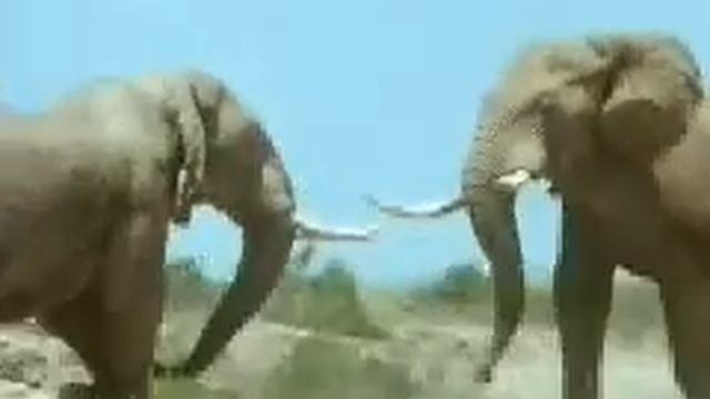 Microsoft Dangerous Creatures CD-ROM (1994) - Elephants смотреть онлайн