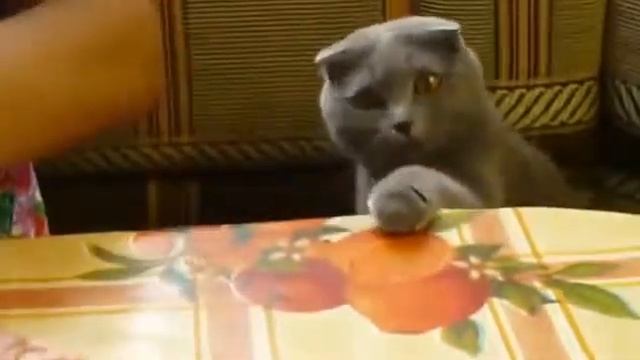 Британский вислоухий котик хочет мяса! смотреть онлайн