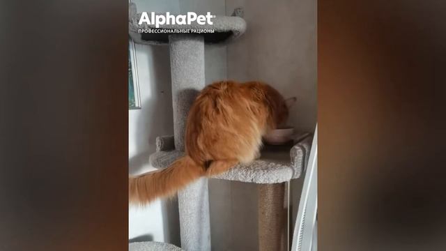 Отзывы о корме AlphaPet | Видео отзывы покупателей смотреть онлайн