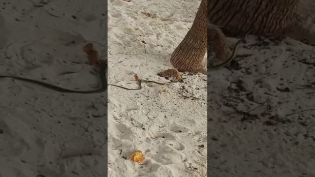 нападение змей на туристов в Таиланде. Панган. #shorts #shortvideo #shortsvideo #short #travel смотреть онлайн