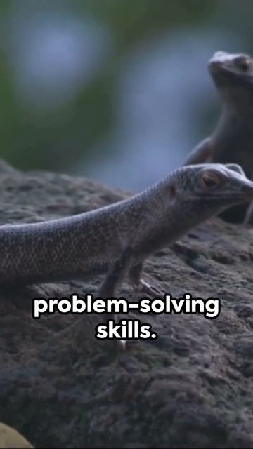 Monitor Lizards The Mini Dinosaurs 2024 #animals смотреть онлайн