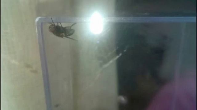 Musca domestica o Sarcophaga ssp.? смотреть онлайн