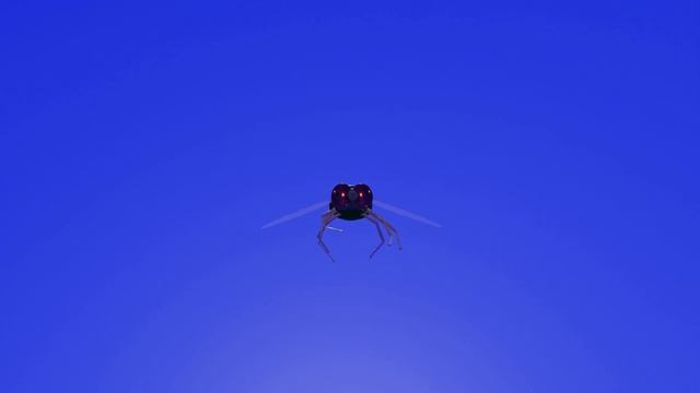 Муха футаж Fly footage смотреть онлайн