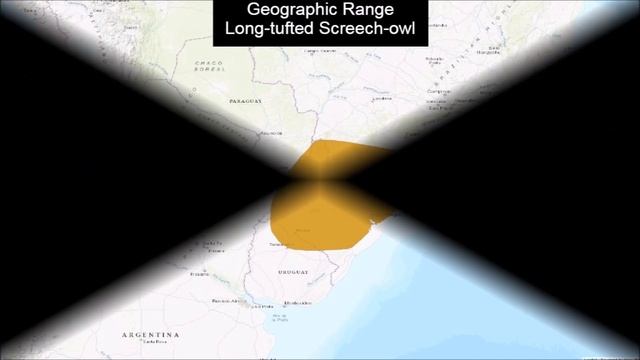 All Screech Owl Species (Genus Megascops) - All Owl Species Part.12 - Species List