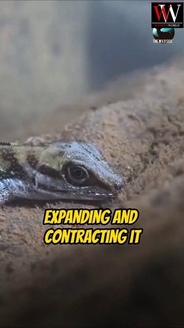 Water anole lizard 🦎#shorts #viral #shortvideo #youtubeshorts #youtube #ytshorts #trending #lizard смотреть онлайн