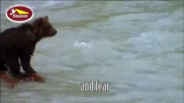 Inspirational Video of a Bear Cub смотреть онлайн