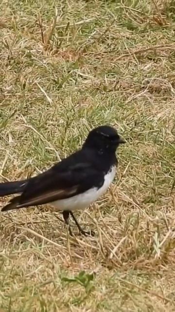 Willie Wagtail (Rhipidura leucophrys) смотреть онлайн