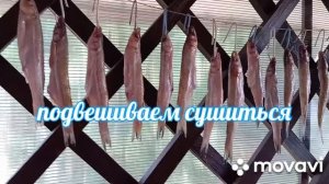 ВЯЛЕНАЯ КОРЮШКА 🐟ПРОСТЕЙШИЙ И НАДЕЖНЫЙ РЕЦЕПТ ПОСОЛА #корюшка  #вяленаякорюшка
