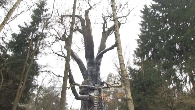 SPŁONĄŁ DĄB CHROBRY смотреть онлайн