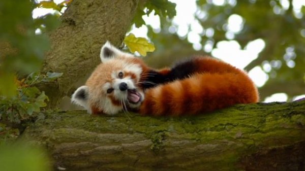 Red panda sounds, red panda squeak