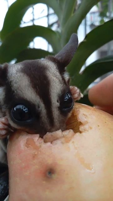 squirrel sugarglider #pet #cute смотреть онлайн