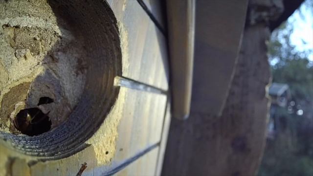 Hornet observations. Hornissen vor der Kamera смотреть онлайн