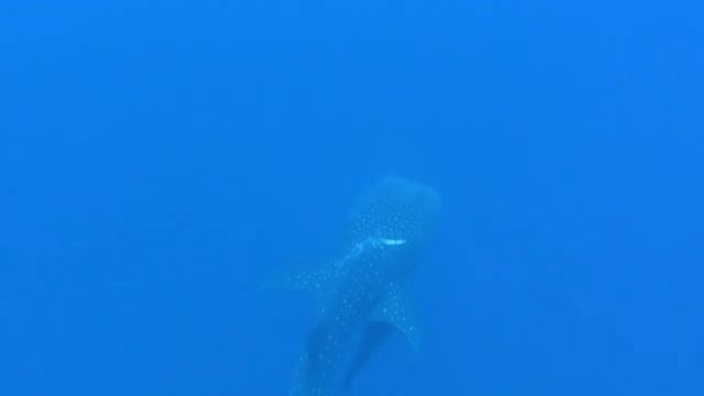 Requin Baleine смотреть онлайн