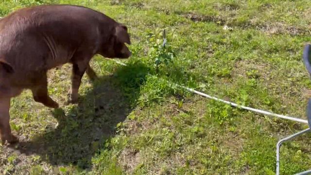 Хряк Паша 1 год и 2 недели 🐷🐷🐷🐷 смотреть онлайн
