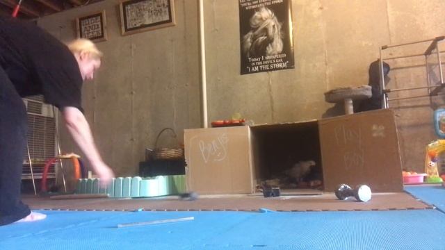 Cockatoo finds Mom's hidden camera - long version (30 sec of only chatter about halfway thru) смотреть онлайн