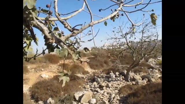 Ficus carica - от дурного глаза смотреть онлайн