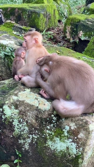 BRADY MONKEY. Orphan Monkey - Enjoy Watching Abandon Baby Monkey - Daily Wildlife Monkey смотреть онлайн