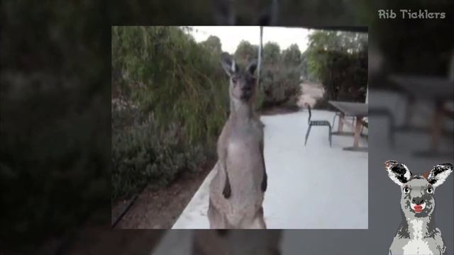 Kangaroo Sounds - Noises