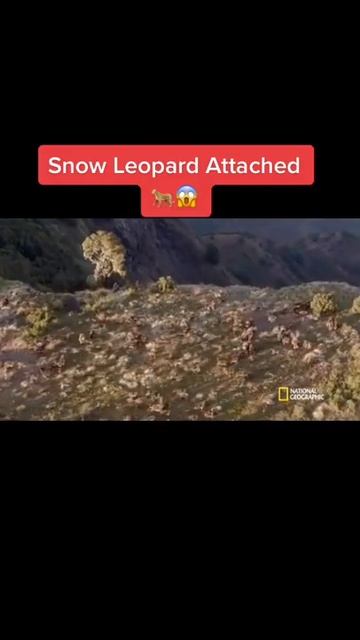[Wild Animals]Snow Leopard 🐆 himalayas wildlife wildanimals смотреть онлайн