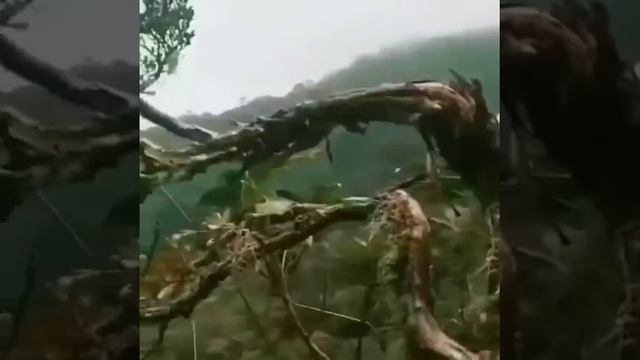 SUARA SIAMANG DIALAM BEBAS 🦍🦍 смотреть онлайн