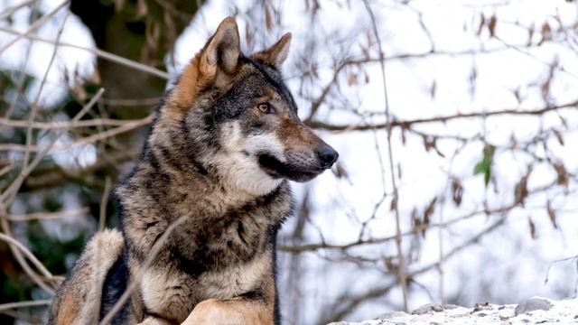 ҚАСҚЫР АДАМҒА ШАБА МА? @audiotaspa #әсерліәңгіме #аудиокітап #болғаноқиға смотреть онлайн