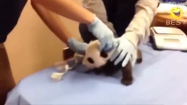 приколы кошки Приколы Кошки Приколы смешные кошки кошки коты приколы видео смотреть онлайн