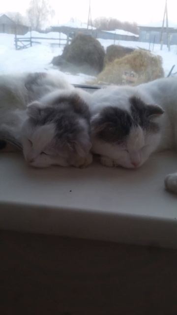 Котовый Двуликий Янус ))) смотреть онлайн