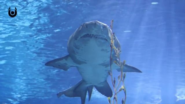 What If Megalodon Sharks Were Still Alive? | Unveiled смотреть онлайн