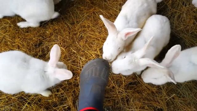 Зайци смотреть онлайн