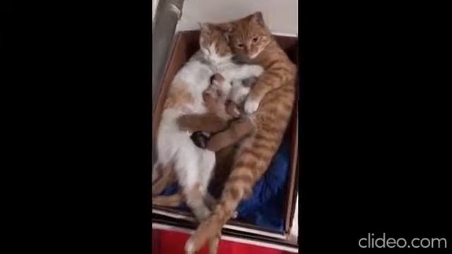 Эти забавные животные. Выпуск #1 смотреть онлайн