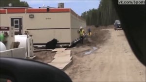 Нападение медведя г Сургут