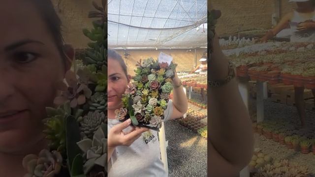 LIVE shop de Suculentas 07/06. Duda Plantas Joinville! смотреть онлайн