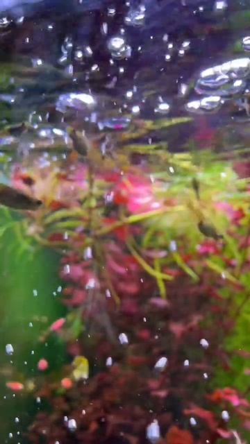 Данио смотреть онлайн