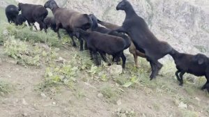 На продажу Узбекистан Бараны производители ГиссарФ/Х Фатима Мирзахид Барака+998946171710