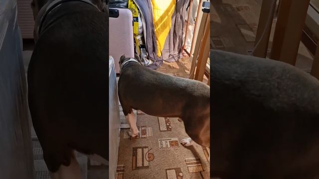 Амстафф Локи 2 года | Видео С Секретом | Стаффорд | Amstaff Loki смотреть онлайн