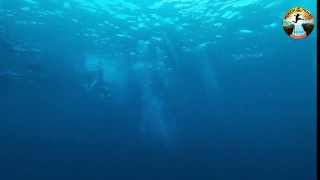 Whale Shark Diving Oslob смотреть онлайн