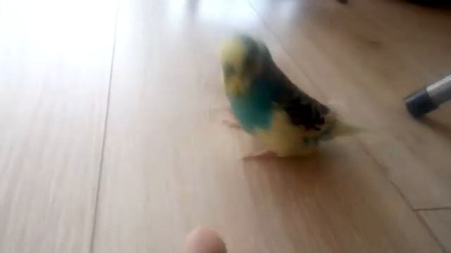 Жорік Папуга розмовляє, привіт як справи, хто погриз вазон смотреть онлайн