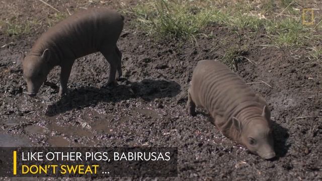 Extremely Rare Pig Births Even Rarer Triplets | Nat Geo Wild смотреть онлайн