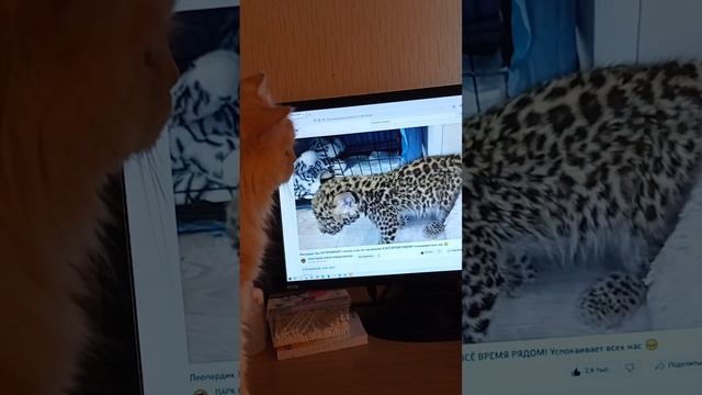 Кино для котика смотреть онлайн