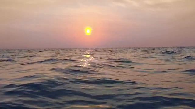 EXPLORE BORNEO - WHALE SHARK смотреть онлайн