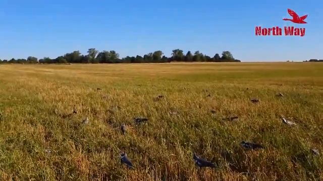 Чучела голубь Вяхирь Softplast, скорлупки вяхирь North Way