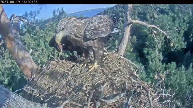 Это МОЙ кусочек рыбы, мама!👿 В гнезде орланов 🦅 смотреть онлайн