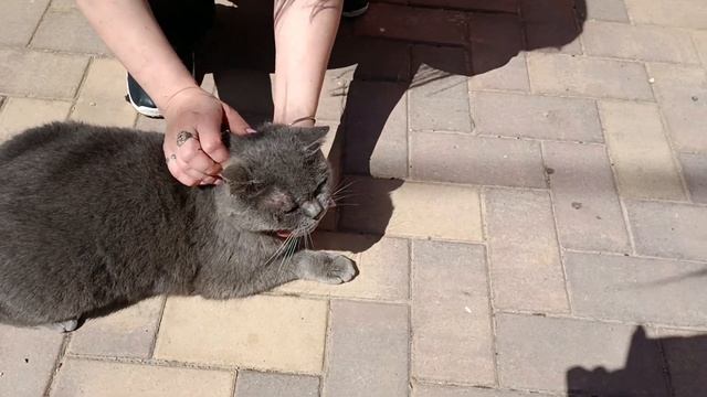 Британский кот смотреть онлайн