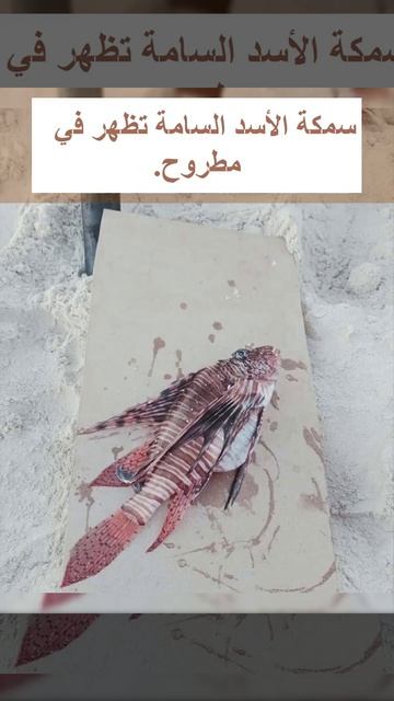 سمكة الاسد السامة تظهر في مرسي مطروح وتسبب الوفاة смотреть онлайн