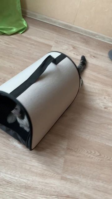 Переноска для кота на продажу смотреть онлайн